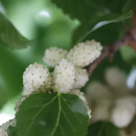 Posta Pastorella Feriegård Vieste