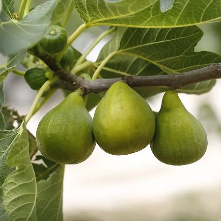 Posta Pastorella Vieste