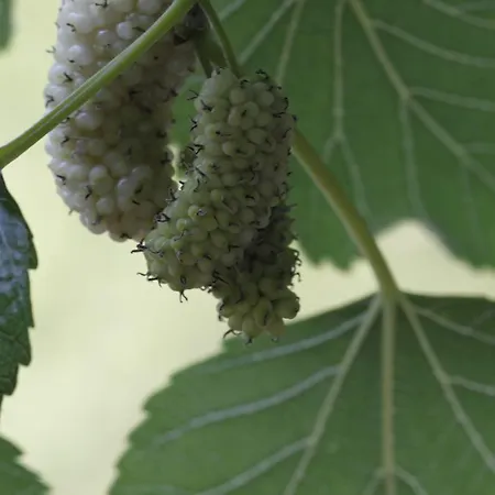 Feriegård Posta Pastorella *