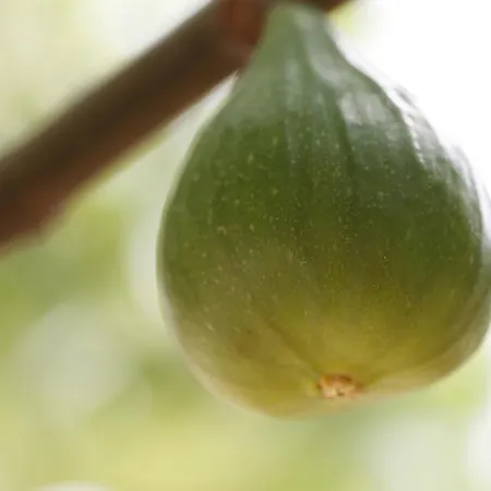 Posta Pastorella Gospodarstwo agroturystyczne Vieste