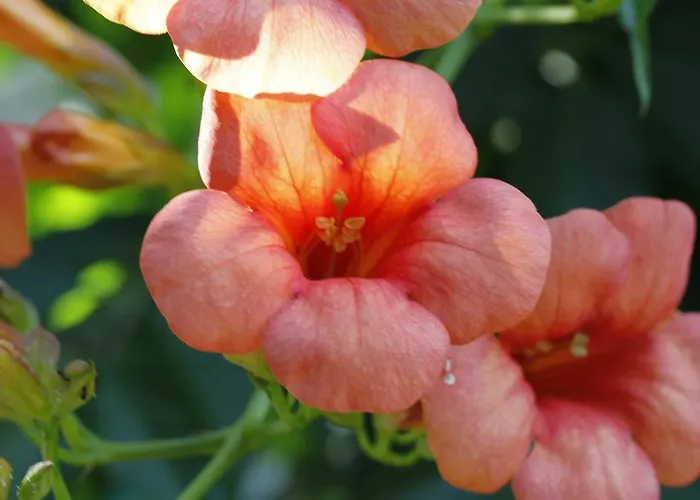 Çiftlik konaklama Posta Pastorella