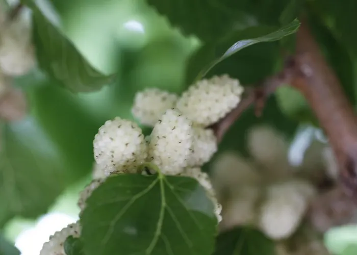 Posta Pastorella Çiftlik konaklama Vieste