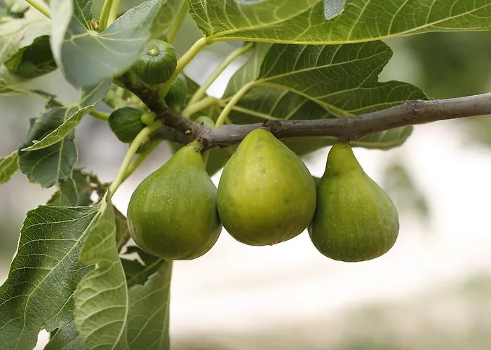 Posta Pastorella Vieste