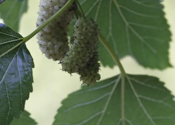 Çiftlik konaklama Posta Pastorella *