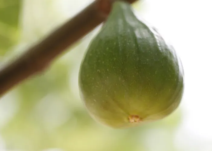 Posta Pastorella Çiftlik konaklama Vieste